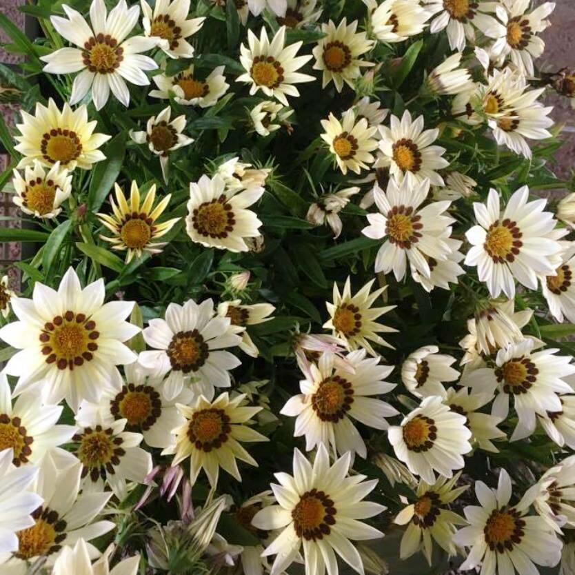 Gazánie zařivá 'Siesta White' - Gazania rigens 'Siesta White'