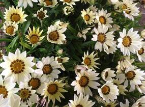 Gazánie zařivá 'Siesta White' - Gazania rigens 'Siesta White'
