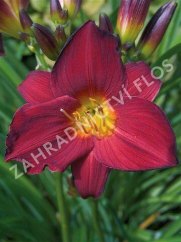Denivka 'Stella Red' - Hemerocallis 'Stella Red'