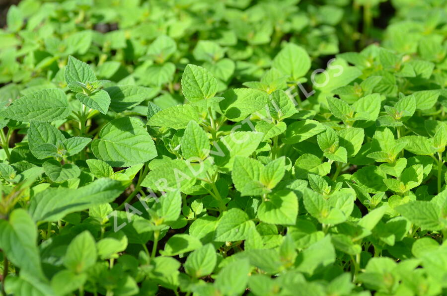 Šalvěj 'Honigmelonensalbei' - Salvia elegans 'Honigmelonensalbei'