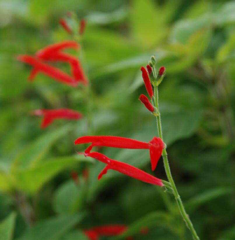 Šalvěj 'Honigmelonensalbei' - Salvia elegans 'Honigmelonensalbei'