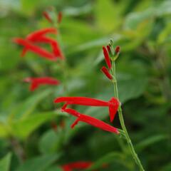 Šalvěj 'Honigmelonensalbei' - Salvia elegans 'Honigmelonensalbei'