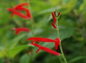 Šalvěj 'Honigmelonensalbei' - Salvia elegans 'Honigmelonensalbei'