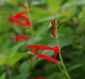 Šalvěj 'Honigmelonensalbei' - Salvia elegans 'Honigmelonensalbei'