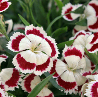 Hvozdík pyšný 'Olivia' - Dianthus superbus 'Olivia'