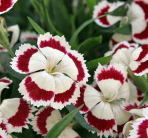 Hvozdík pyšný 'Olivia' - Dianthus superbus 'Olivia'