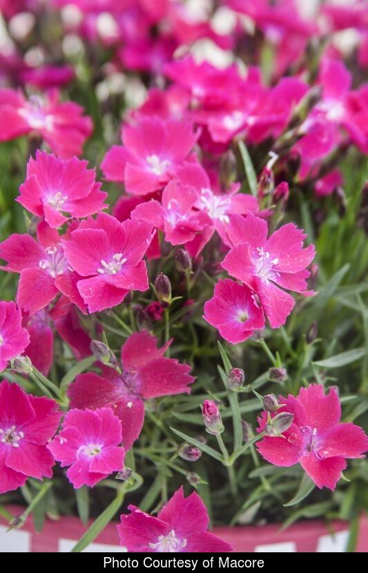 Hvozdík zakrslý 'Kahori Scarlet' - Dianthus caryophyllus 'Kahori Scarlet'