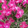 Hvozdík zakrslý 'Kahori Scarlet' - Dianthus caryophyllus 'Kahori Scarlet'