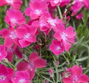 Hvozdík zakrslý 'Kahori Scarlet' - Dianthus caryophyllus 'Kahori Scarlet'