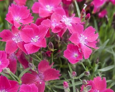 Hvozdík karafiát 'Kahori Scarlet'