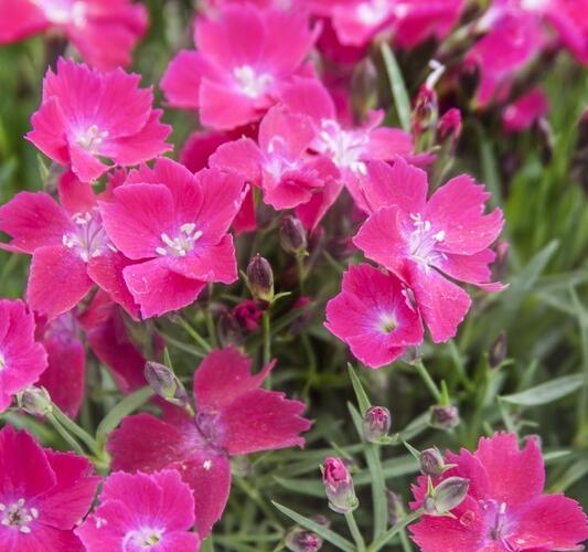 Hvozdík zakrslý 'Kahori Scarlet' - Dianthus caryophyllus 'Kahori Scarlet'