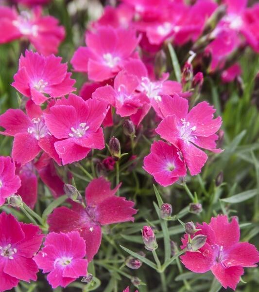 Hvozdík karafiát 'Kahori Scarlet' - Dianthus caryophyllus 'Kahori Scarlet'