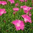 Hvozdík zakrslý 'Kahori Pink' - Dianthus caryophyllus 'Kahori Pink'