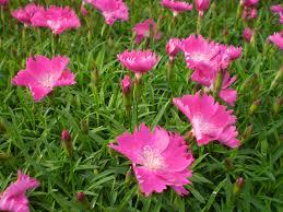 Hvozdík karafiát 'Kahori Pink'