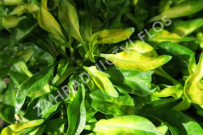 Plevuňka 'Yellow Green' - Alternanthera bettzickiana 'Yellow Green'