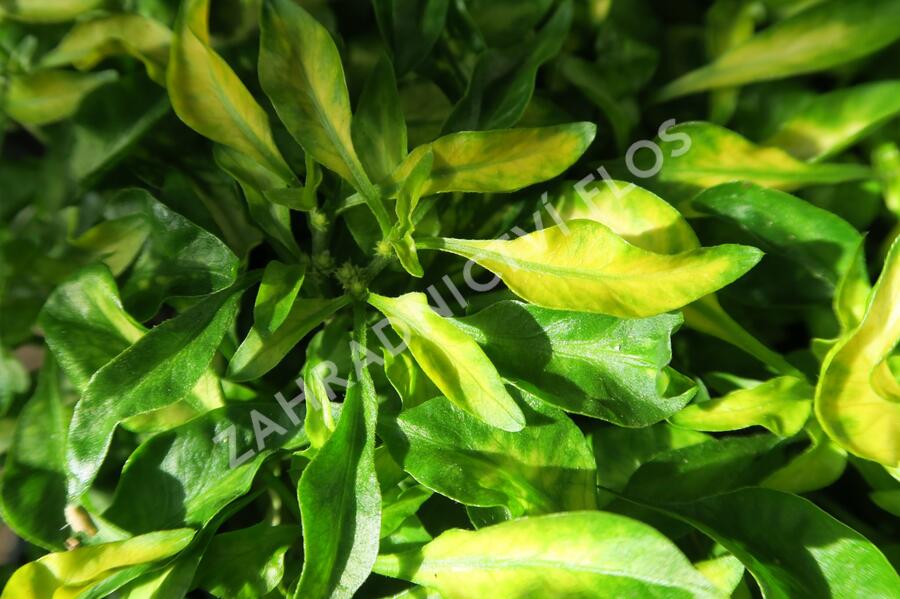 Plevuňka 'Yellow Green' - Alternanthera bettzickiana 'Yellow Green'