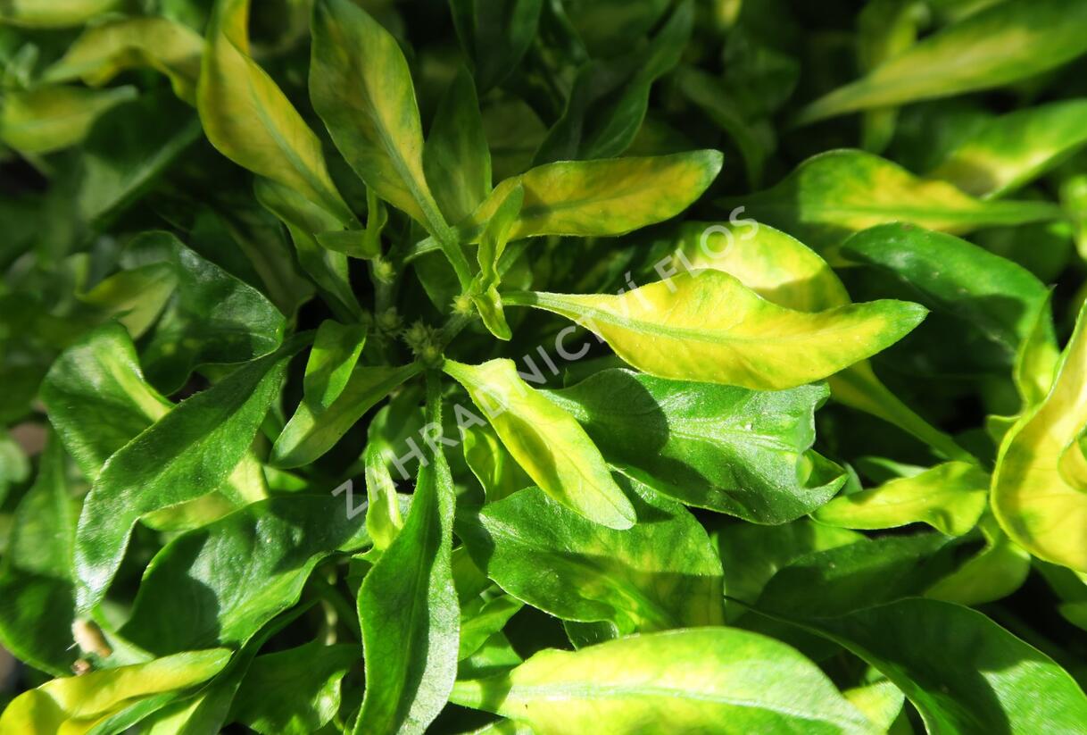 Plevuňka 'Yellow Green' - Alternanthera bettzickiana 'Yellow Green'