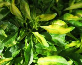 Plevuňka 'Yellow Green'