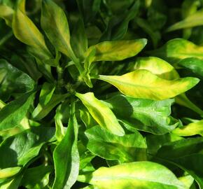 Plevuňka 'Yellow Green' - Alternanthera bettzickiana 'Yellow Green'