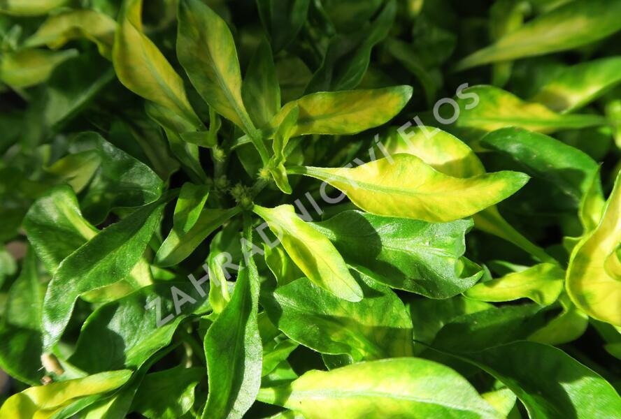 Plevuňka 'Yellow Green' - Alternanthera bettzickiana 'Yellow Green'