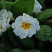 Prvosenka tommasinii - Primula tommasinii