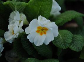 Prvosenka tommasinii - Primula tommasinii