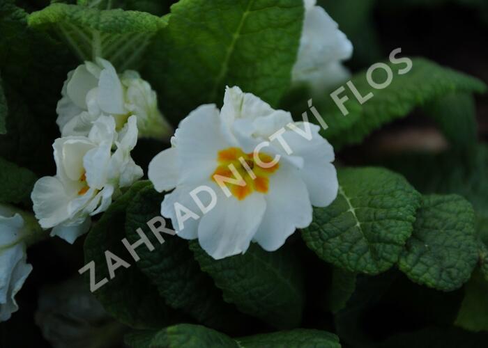 Prvosenka tommasinii - Primula tommasinii