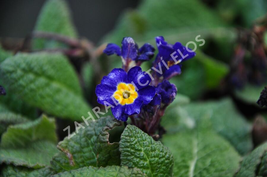 Prvosenka tommasinii - Primula tommasinii