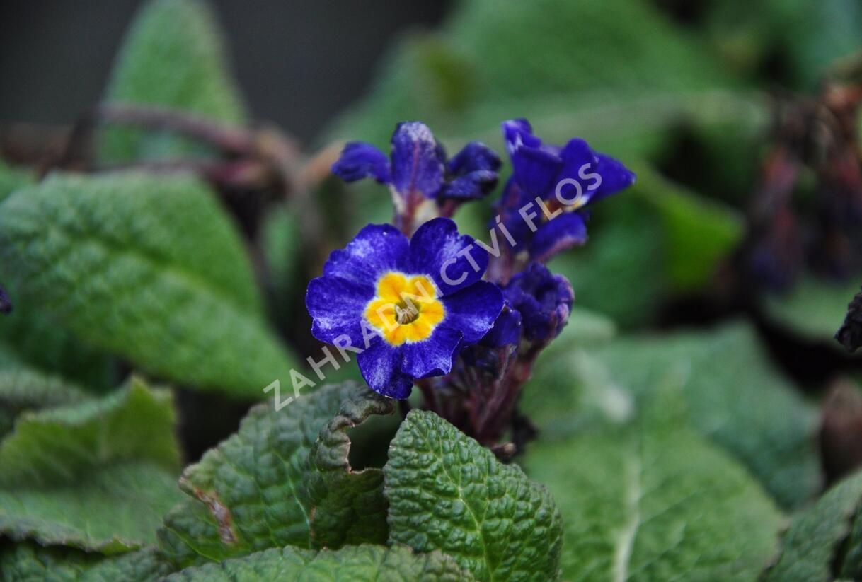 Prvosenka tommasinii - Primula tommasinii