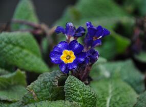Prvosenka tommasinii - Primula tommasinii