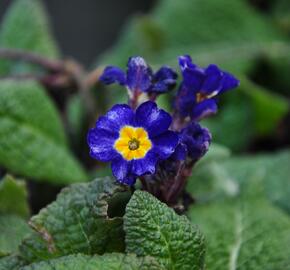 Prvosenka tommasinii - Primula tommasinii