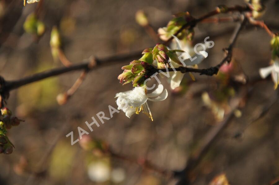 Zimolez Purpusův - Lonicera x purpusii