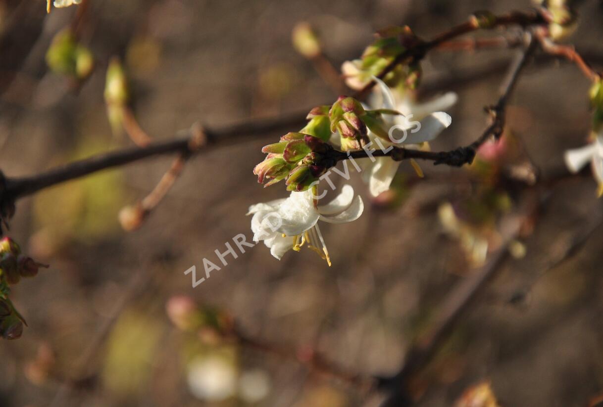 Zimolez Purpusův - Lonicera x purpusii