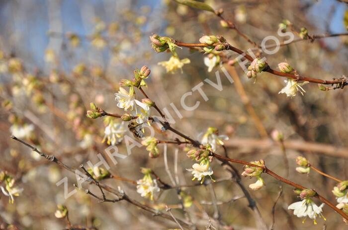 Zimolez Purpusův - Lonicera x purpusii