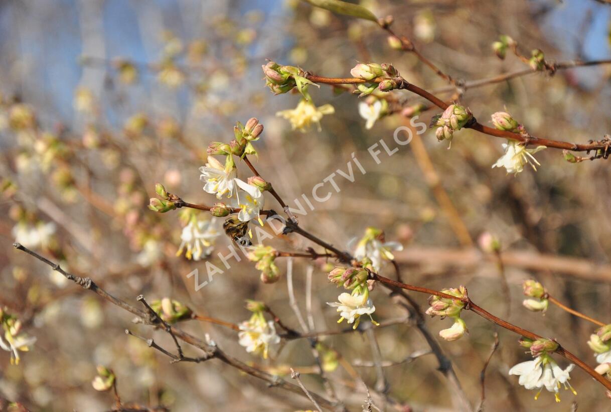 Zimolez Purpusův - Lonicera x purpusii