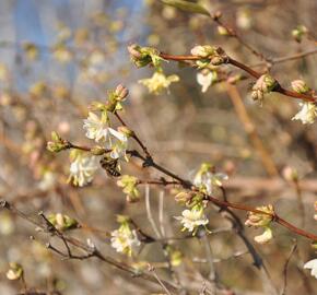 Zimolez Purpusův - Lonicera x purpusii
