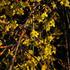 jasmin-nahokvety.jpg