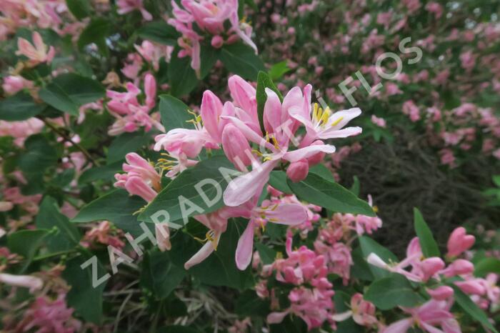 Zimolez tatarský 'Rosea' - Lonicera tatarica 'Rosea'