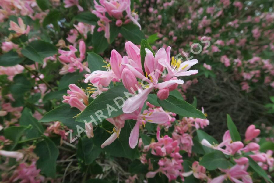 Zimolez tatarský 'Rosea' - Lonicera tatarica 'Rosea'