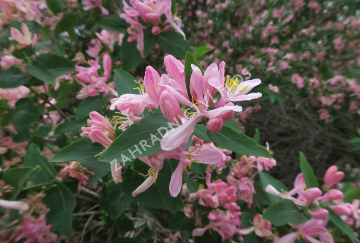 Zimolez tatarsk 'Rosea' - Lonicera tatarica 'Rosea' | Zahradnictv FLOS