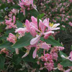 Zimolez tatarský 'Rosea' - Lonicera tatarica 'Rosea'