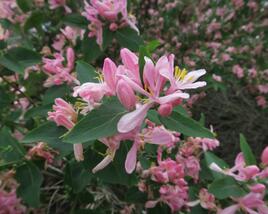 Zimolez tatarský 'Rosea'