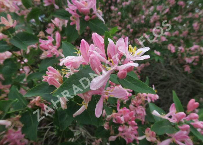 Zimolez tatarský 'Rosea' - Lonicera tatarica 'Rosea'