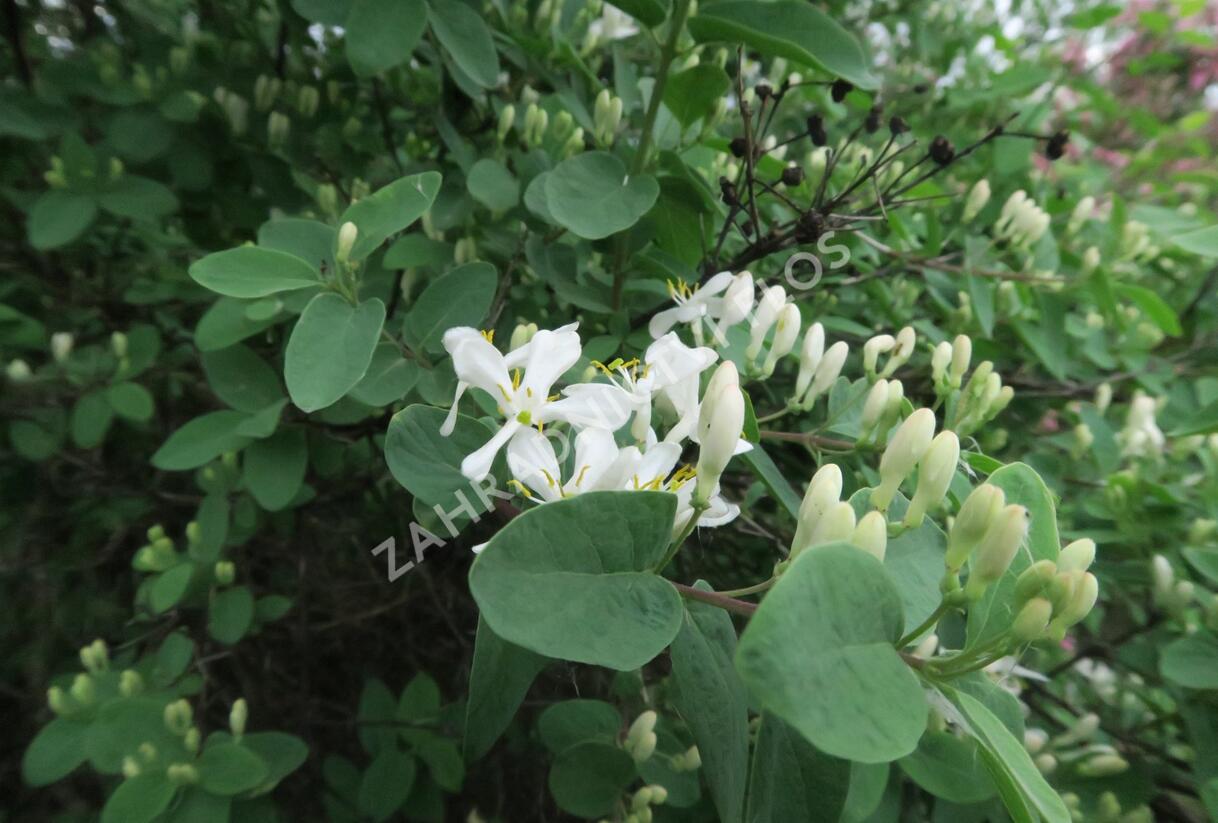 Zimolez tatarský - Lonicera tatarica