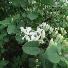 Zimolez tatarský - Lonicera tatarica