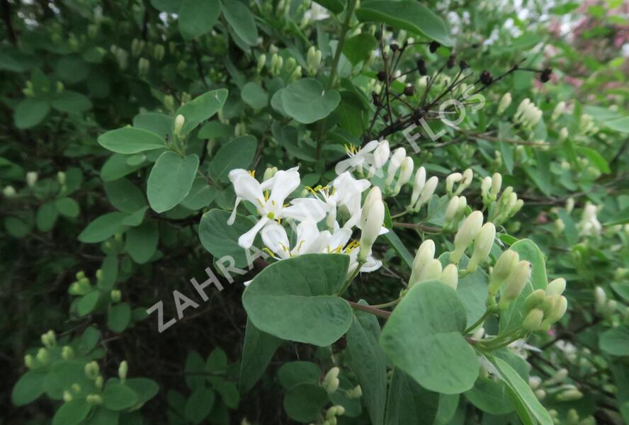 Zimolez tatarský - Lonicera tatarica