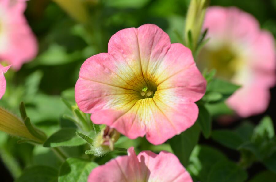 Petúnie 'Ray Pink Halo' - Petunia hybrida 'Ray Pink Halo'