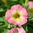 Petúnie 'Ray Pink Halo' - Petunia hybrida 'Ray Pink Halo'