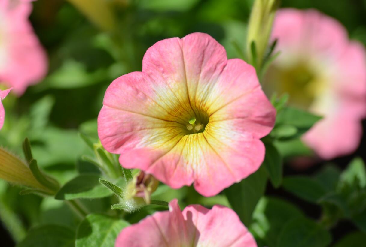 Petúnie 'Ray Pink Halo' - Petunia hybrida 'Ray Pink Halo'