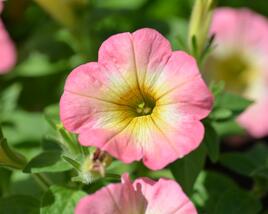 Petúnie 'Ray Pink Halo'